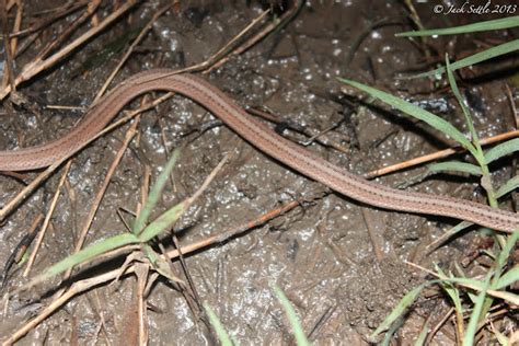 Texas Brownsnake Project Noah