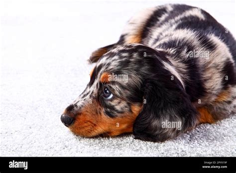 Blue Merle Dachshund