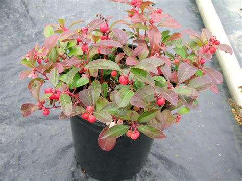 Gaultheria Procumbens (Wintergreen) - Glad Gardens