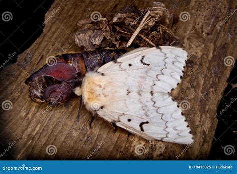 A Female Gypsy Moth Stock Photo 10393248