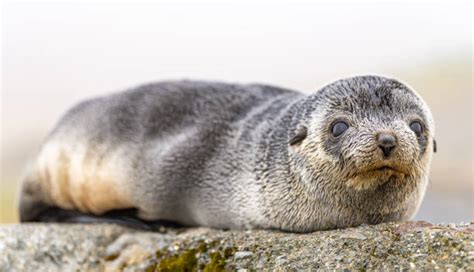 430 Seal Animal Sea Dog Nature Stock Photos Pictures And Royalty Free