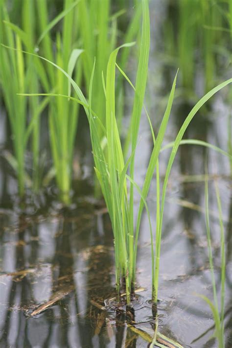 El Arroz Oryza Sativa Y Glaberrima Vida En La Tierra