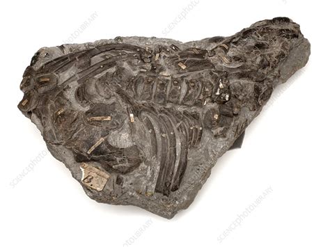 Ichthyosaur Fossil Stock Image C0236613 Science Photo Library