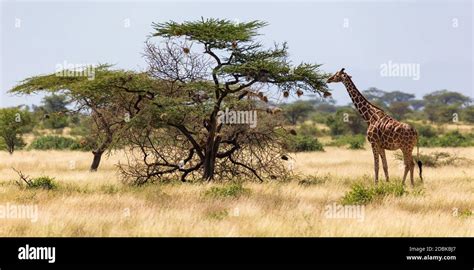 The Giraffes Eat Leaves From The Acacia Trees Stock Photo Alamy