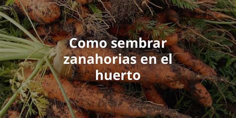 Cómo Sembrar Zanahorias En El Huerto