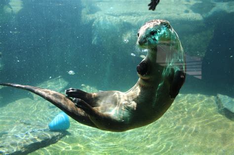 Swimming Otter Underwater