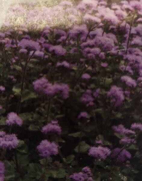 Ageratum Mexicanum Blue Flower Seeds Fresh