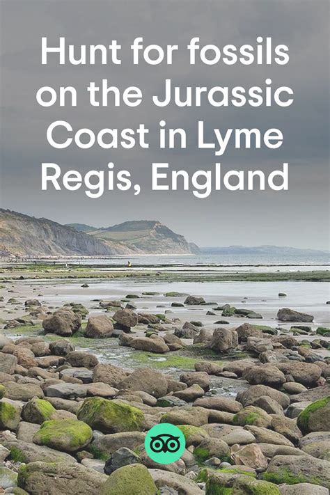 Discover The Fossil Rich Jurassic Coast In Lyme Regis