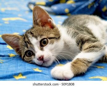 Small Pussy Cat Playing Bed Stock Photo 5091808 Shutterstock