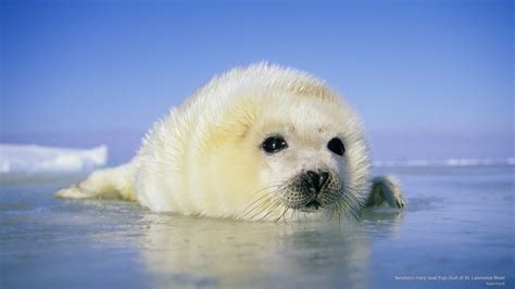 Newborn Harp Seal Pup Guld Of St Lawrence River By Superstock