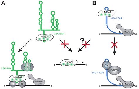 Biomolecules | Special Issue : RNA-Binding Proteins—Structure, Function ...