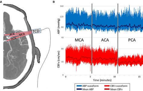 Frontiers Differentiating Dynamic Cerebral Autoregulation Across