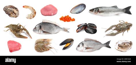 Dorado Fish And Other Seafood Isolated On White Set Stock Photo Alamy