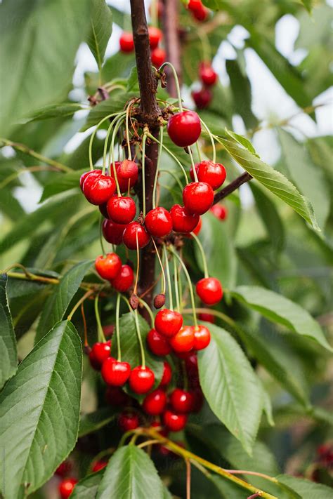 Sweet Cherries By Stocksy Contributor Mauro Grigollo Stocksy