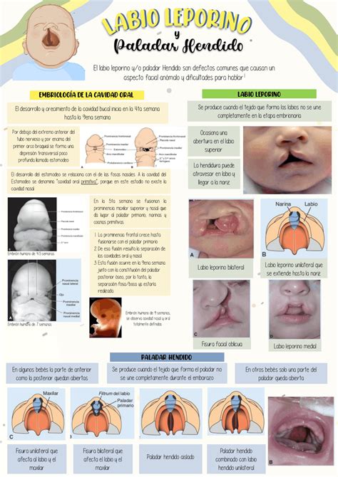 Enfermedades En El Recién Nacido Resúmenes De Ciencias De La Salud Docsity