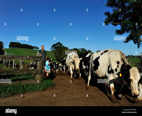 Dairy Farm Hi Res Stock Photography And Images Alamy