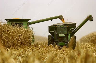 Fall corn harvest - Stock Image - E770/1380 - Science Photo Library