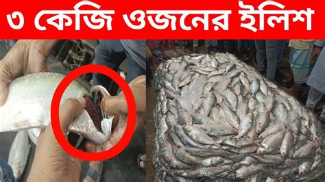 চাঁদপুর তাজা ইলিশ নিলামে কিভাবে বিক্রি হয় দেখুন Hilsa Fish Price In