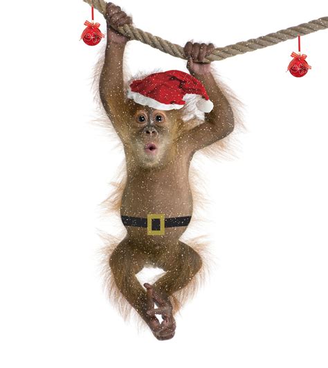 Funny Christmas Monkey