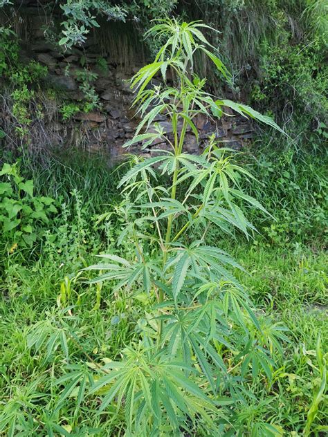 Cannabis Sativa L Bhang भांग Begya Himalayan Wild Food Plants