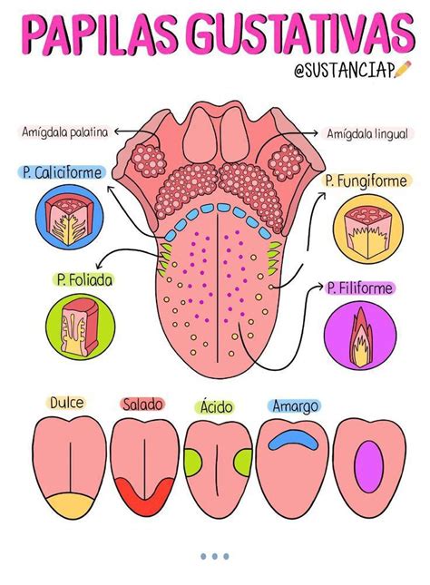 Mapa mental da anatomia da língua Anatomía Anatomía médica