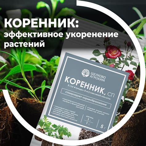 КОРЕННИК: эффективное укоренение растений