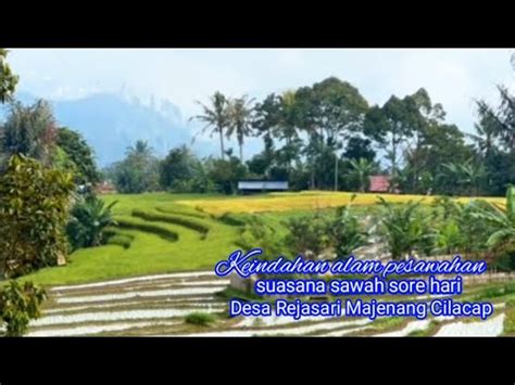 Keindahan Alam Pesawahan Sore Hari Di Sawah Di Desa Rejasari