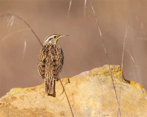 Western Meadowlark - Facts, Diet, Habitat & Pictures on Animalia.bio