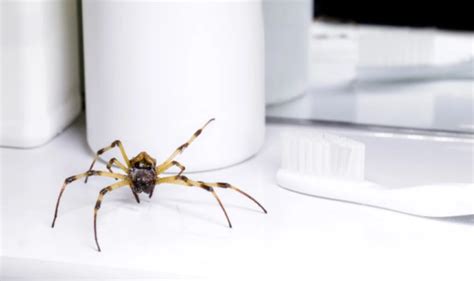 What Attracts Spiders In The House 7 Things That Lure Them In