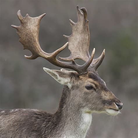 Fallow Deer Damhert Ouwesok Flickr