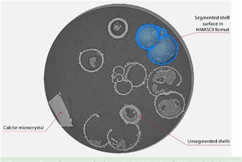 Figure From X Ray Tomographic Data Of Planktonic Foraminifera Species