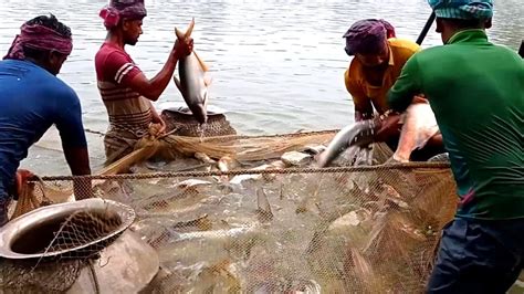 Traditional Net Fishing Video Most Satisfying Net Fishing In