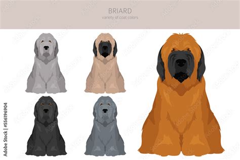 Briard dog clipart. All coat colors set. Different position. All dog ...