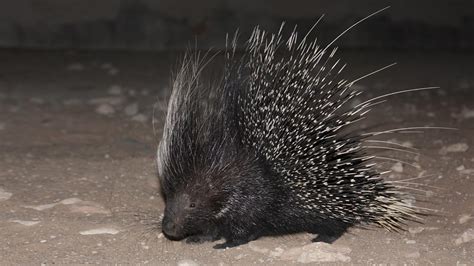 Mpala Live! Field Guide: Crested Porcupine | MpalaLive