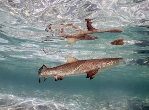 Lemon Sharks Negaprion Brevirostris In The Shallow Water In Bimini