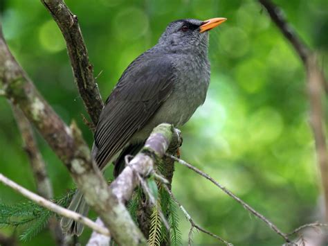 Mauritius Bulbul Ebird