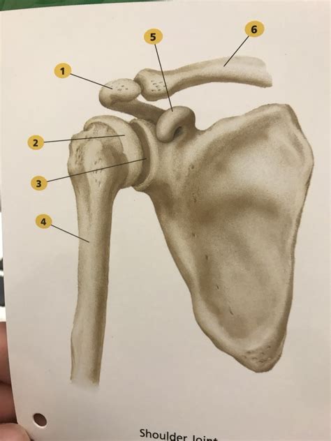 Flashcard Shoulder Joint Diagram Quizlet