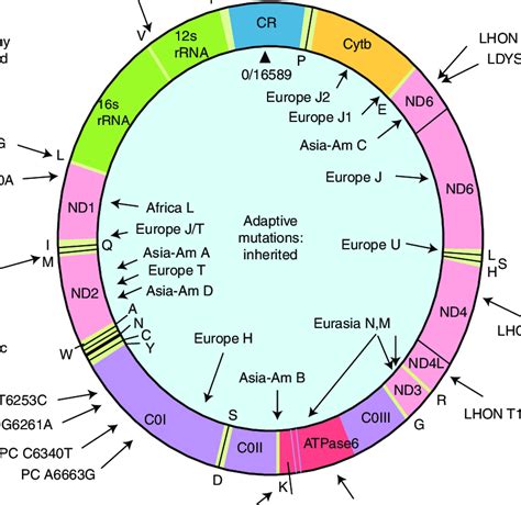 Human mitochondrial DNA map showing representative pathogenic and... | Download Scientific Diagram