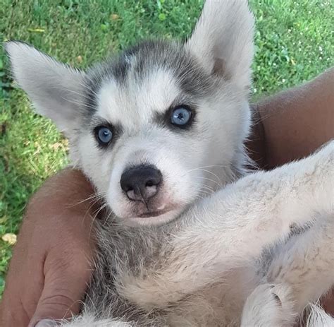 Alaskan Husky Puppies For Sale | Hartville, MO #303198