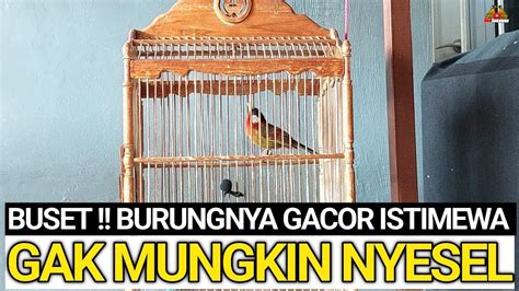 Gak Mungkin Nyesel Beli Burung Gacoran Di Kios Ini Gacor Dor Tinggal