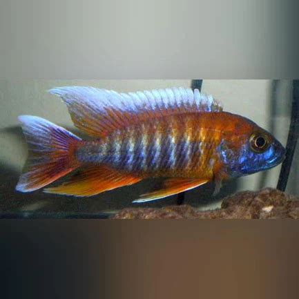 Peacock Cichlid Eureka - Tropical Live Fish Store