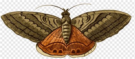 Schmetterling Acherontia Styx Motte Motte Acherontia Styx