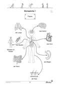 Grundschule Unterrichtsmaterial Sachunterricht K Rper Und Gesundheit