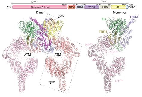 复旦大学生物医学研究院徐彦辉课题组报道ATM激酶活性调节的分子机制 复旦大学 生命科学学院 专肽生物 定制多肽合成服务 多肽合成定制服务 多肽