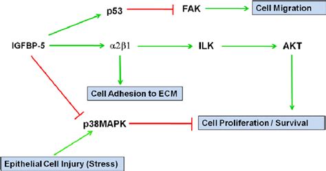 Schematic Representation Of The Actions Of Igfbp5 On Mcf 7 Cells Green