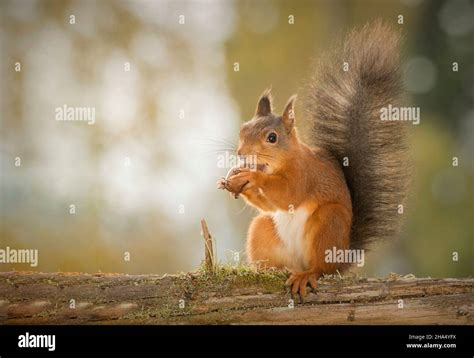 Red Squirrel Standing On Tree Trunk With Nut Eating It Hi Res Stock