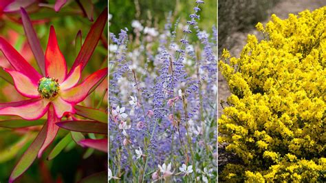 Best Drought Tolerant Shrubs 12 Hardy Choices Homes And Gardens