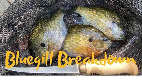 How To Fillet A Bluegill Youtube