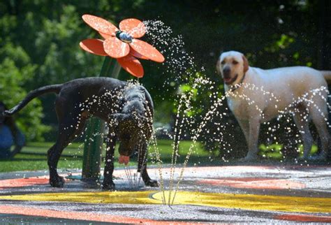 Dog Friendly Summer Activities in Lancaster, PA | That Pet Blog