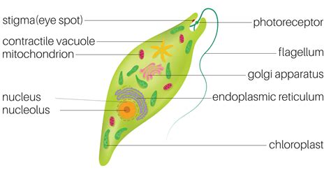 Draw A Well Labelled Diagram Of Euglena Class Biology Cbse Porn Sexiz